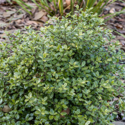 Pittosporum tenuifolium ‘Green Elf’