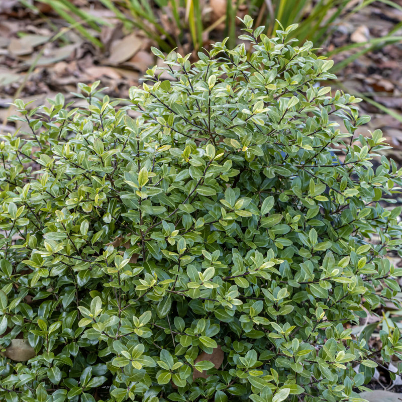 Pittosporum tenuifolium ‘Green Elf’
