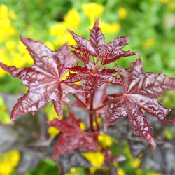 Acer platanoides ‘Crimson King’