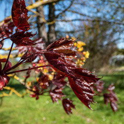Acer platanoides ‘Crimson King’