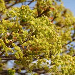 Acer platanoides ‘Globosum’