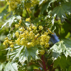 Acer platanoides ‘Globosum’