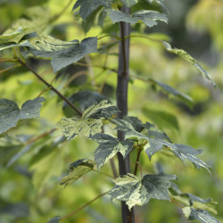 Acer pseudoplatanus Leopoldii
