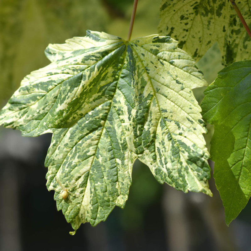Acer pseudoplatanus Leopoldii