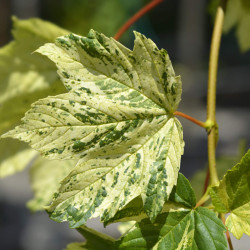 Acer pseudoplatanus Leopoldii