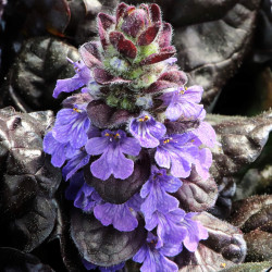 Ajuga reptans ‘Black Scallop