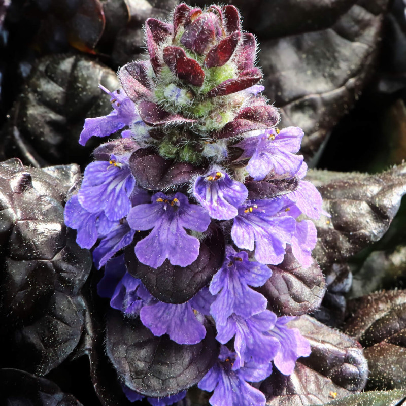 Ajuga reptans ‘Black Scallop