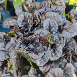Ajuga reptans ‘Black Scallop