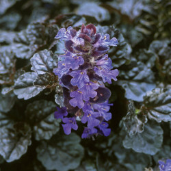 Ajuga reptans ‘Black Scallop
