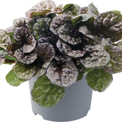 Ajuga reptans ‘Black Scallop