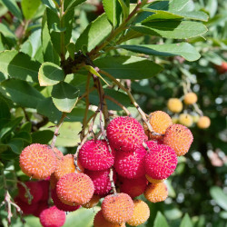 Arbutus unedo ‘Atlantic’