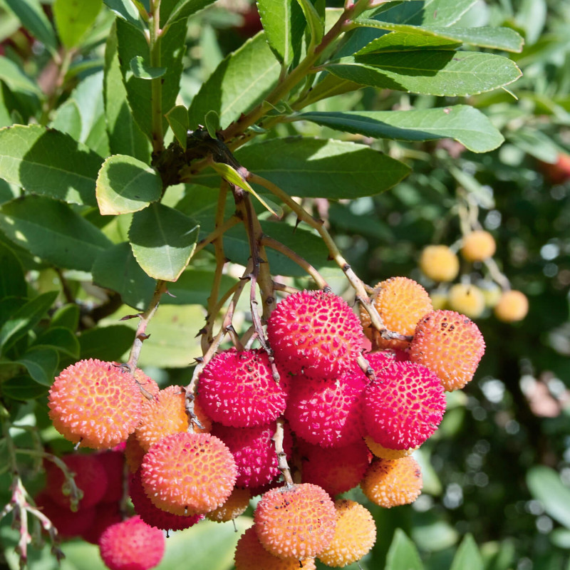 Arbutus unedo ‘Atlantic’