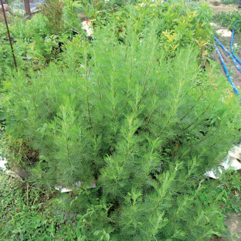 Artemisia abrotanum 'Cola'