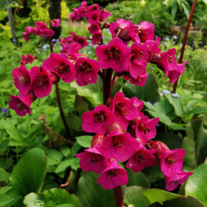 Bergenia 'Early Brillance' 'Magenta'
