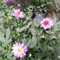Dahlia coccinea Dalina® ‘Maxi Starburst’ Pink