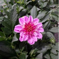Dahlia coccinea Dalina® ‘Maxi Starburst’ Pink