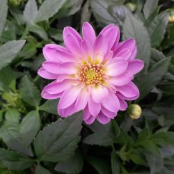 Dahlia coccinea Dalina® ‘Maxi Starburst’ Pink