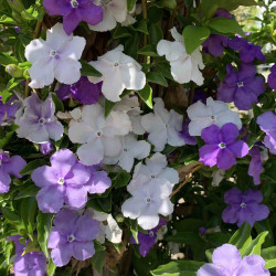 Brunfelsia pauciflora ‘White and Blue‘