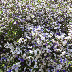 Brunfelsia pauciflora ‘White and Blue‘