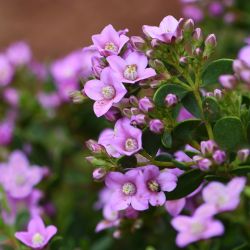 Boronia crenulata