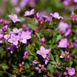 Boronia crenulata
