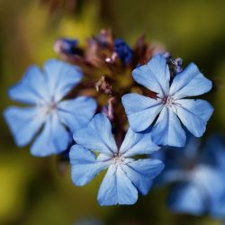 Ceratostigma griffithii - Plumbago arbustif