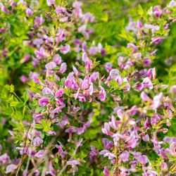 Chamaecytisus purpureus