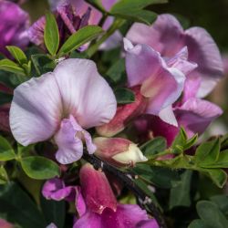 Chamaecytisus purpureus
