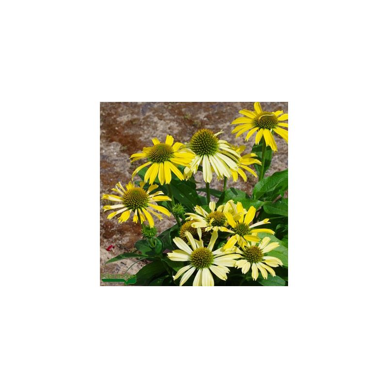 EchinaceaConetto ®- ‘Lemon‘ - Échinacée