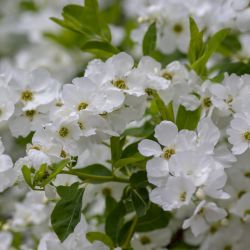 Exochorda racemosa ‘Snow Mountain’ - Arbre aux perles