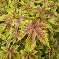 Filipendula ‘Red Umbrellas‘