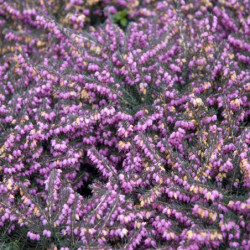Erica × darleyensis 'Kramers Rote' - bruyère