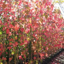 Acer freemanii Jeffersred Autumn Blaze 