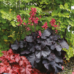Heuchera 'Black Forest Cake' - Heuchère