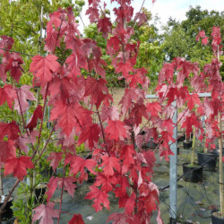 Acer freemanii Jeffersred Autumn Blaze 