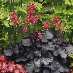 Heuchera 'Black Forest Cake' - Heuchère