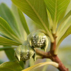 Buisson à papier