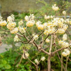 Edgeworthia chrysantha