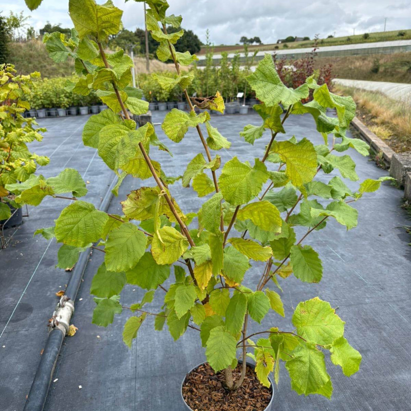 Corylus avellana ‘Segorbe’