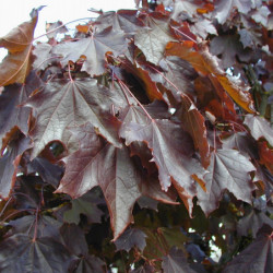 Acer platanoides ‘Crimson King’