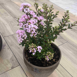 Lilas des Indes