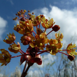 Acer platanoides ‘Crimson King’