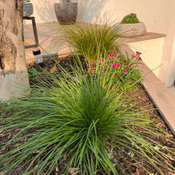 Deschampsia cespitosa ‘Pixie fountain‘