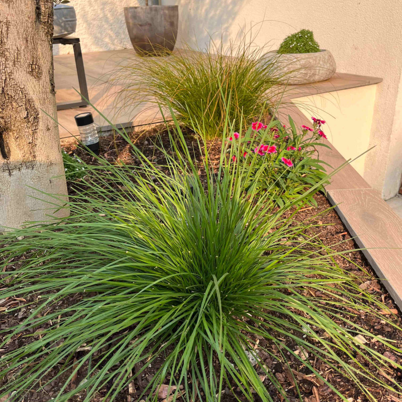 Deschampsia cespitosa ‘Pixie fountain‘