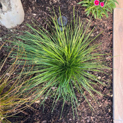 Deschampsia cespitosa ‘Pixie fountain‘