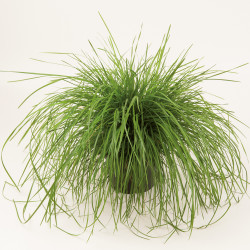 Deschampsia cespitosa ‘Pixie fountain‘