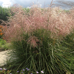 Miscanthus sinensis ‘Pink Cloud’