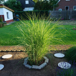Miscanthus sinensis ‘Strictus dwarf’