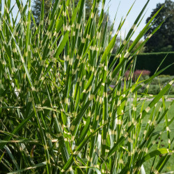 Miscanthus sinensis ‘Strictus dwarf’