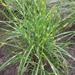 Miscanthus sinensis ‘Strictus dwarf’